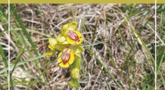 Sortie nature : À la découverte des orchidées Le 4 mai 2024